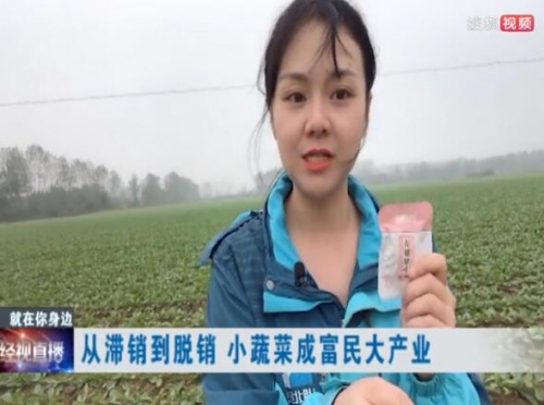 經(jīng)視直播：從滯銷(xiāo)到脫銷(xiāo) 小蔬菜成富民大產(chǎn)業(yè)